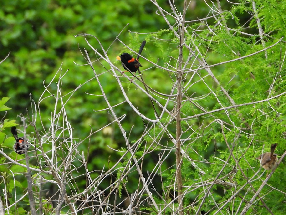 Red-backed Fairywren - David Flumm