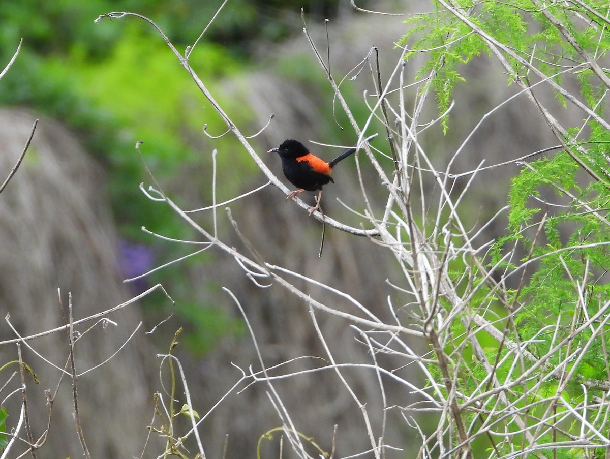 Red-backed Fairywren - David Flumm