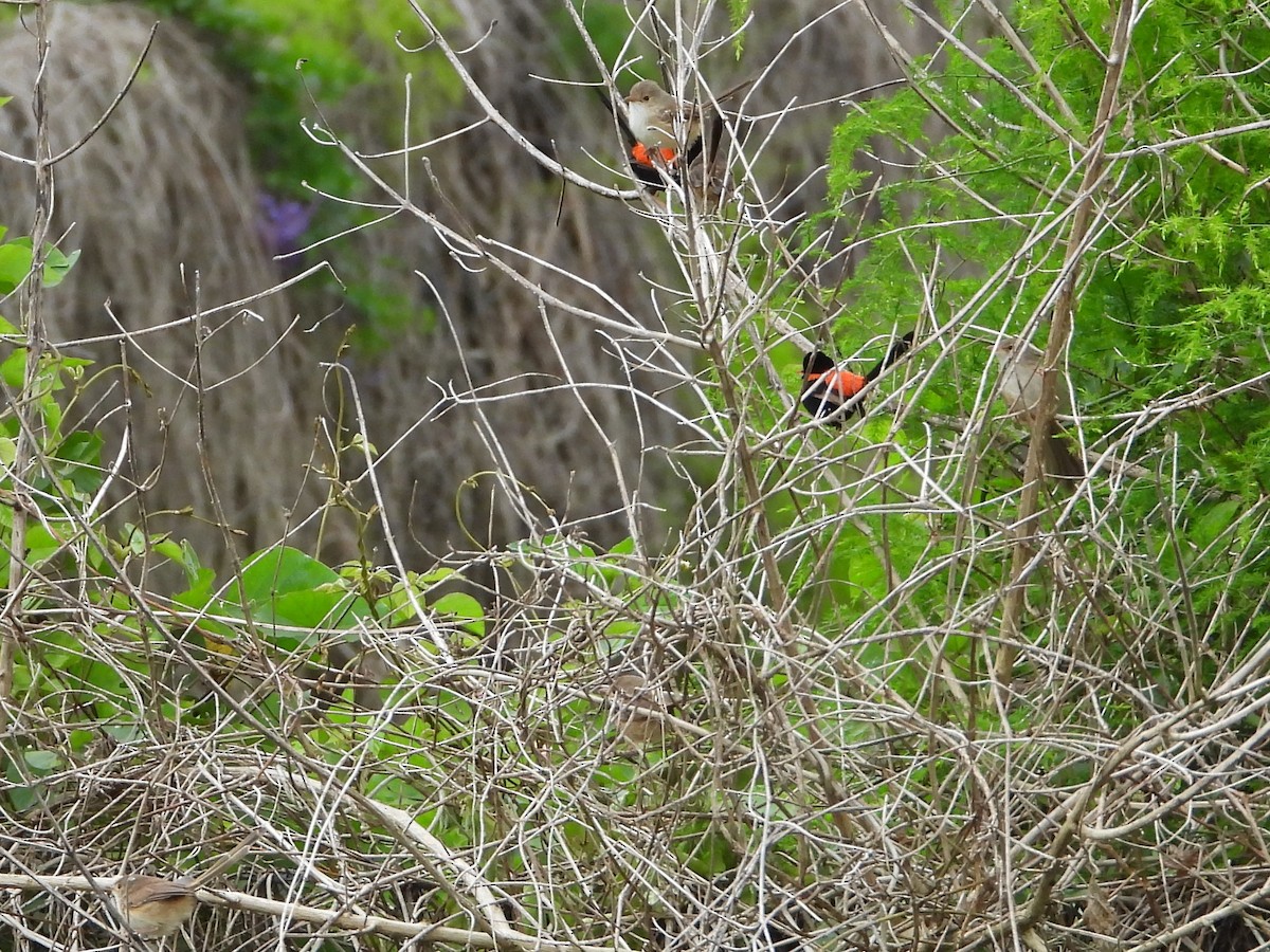 Red-backed Fairywren - David Flumm