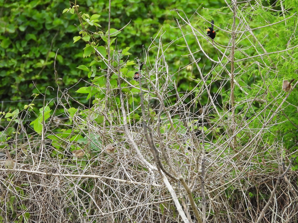 Red-backed Fairywren - ML619554488