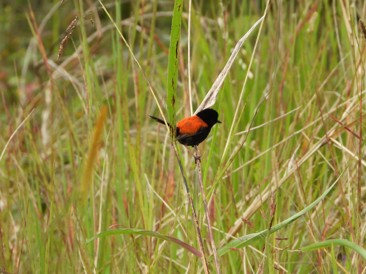 Red-backed Fairywren - David Flumm