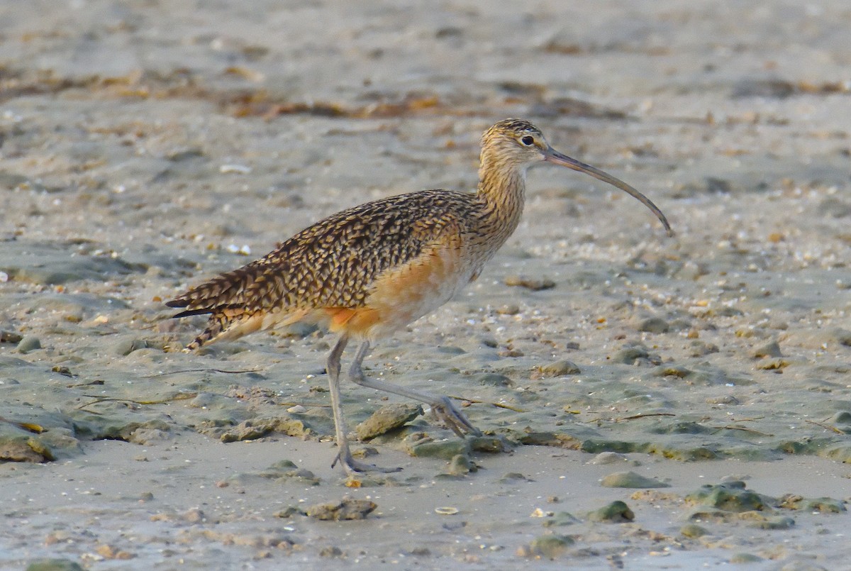 Long-billed Curlew - Lynn & Dale Mason