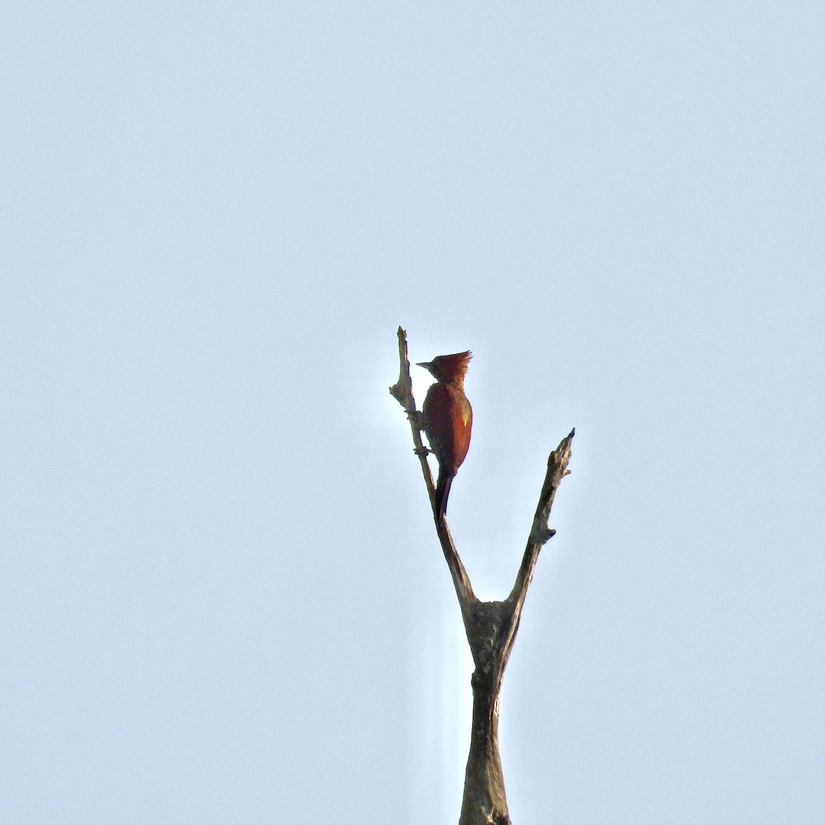 Banded Woodpecker - Alisha Tay