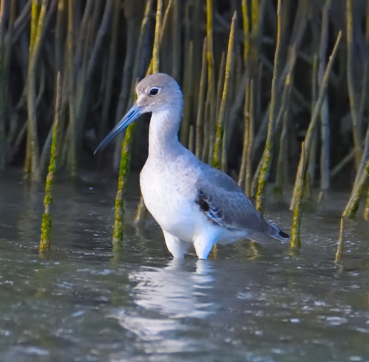 willetsnipe (inornata) - ML619554499