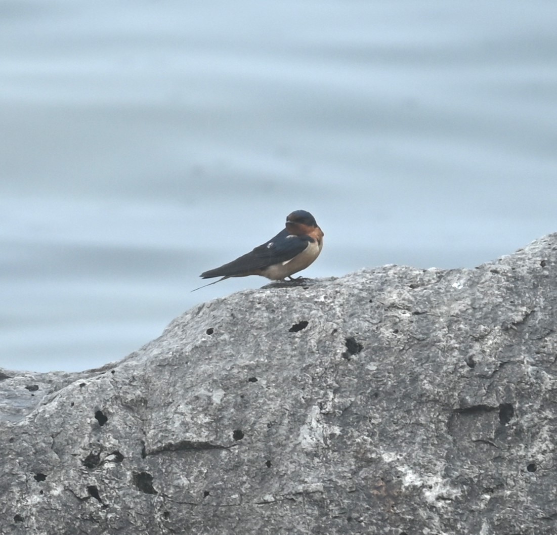 Tree Swallow - Nicolle and H-Boon Lee