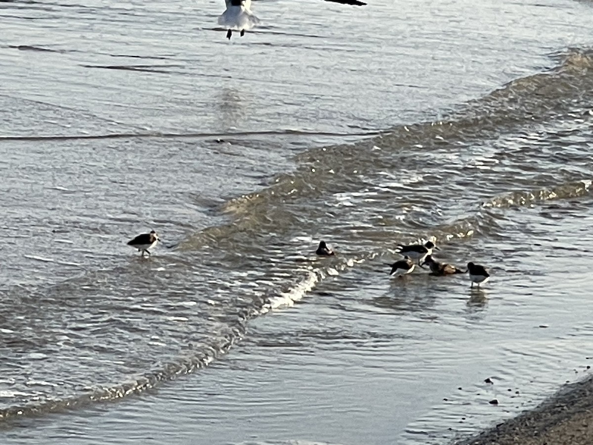 Sanderling - Leigh Fletcher