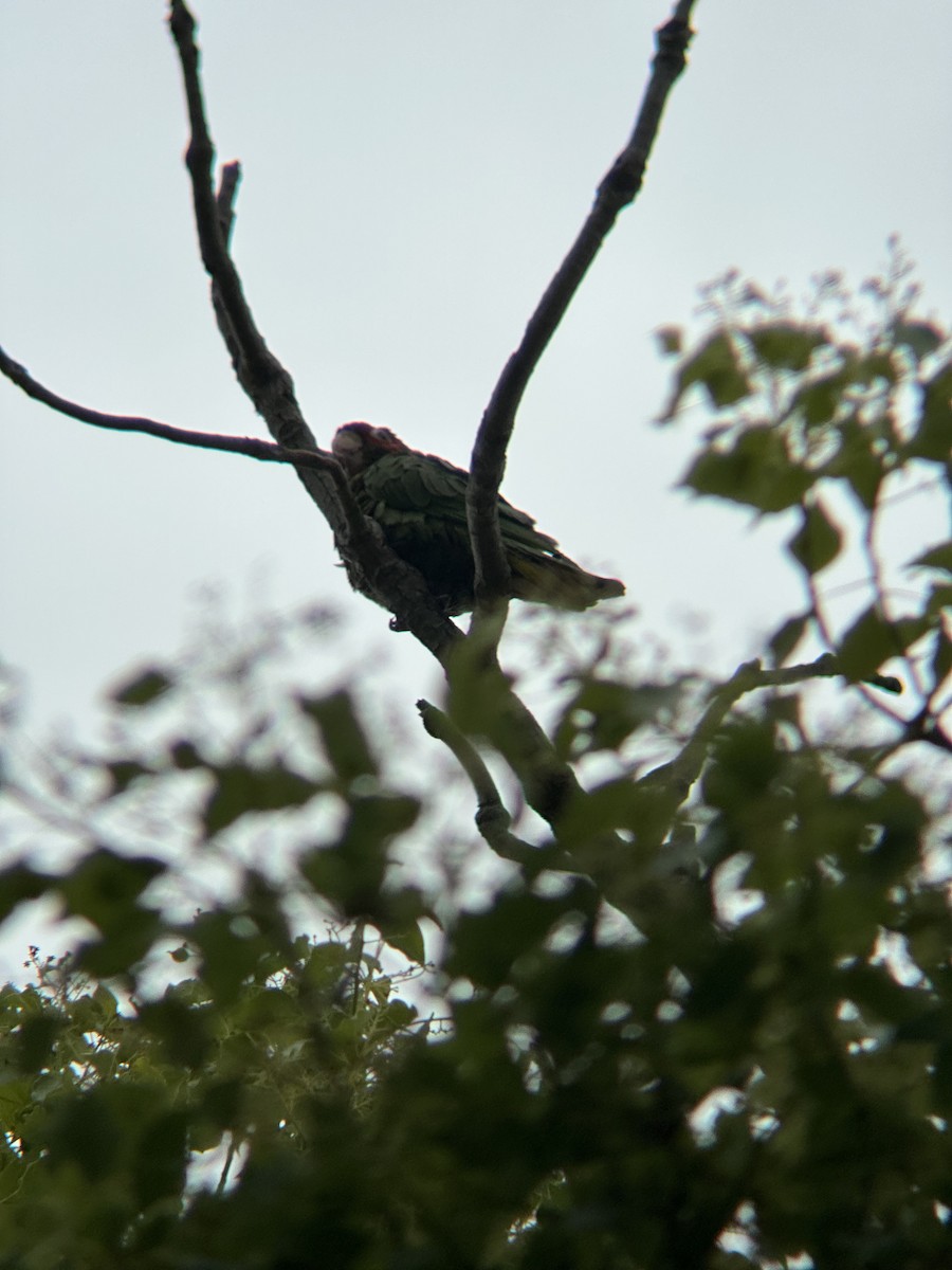 Red-crowned Parrot - Samuel Lauda