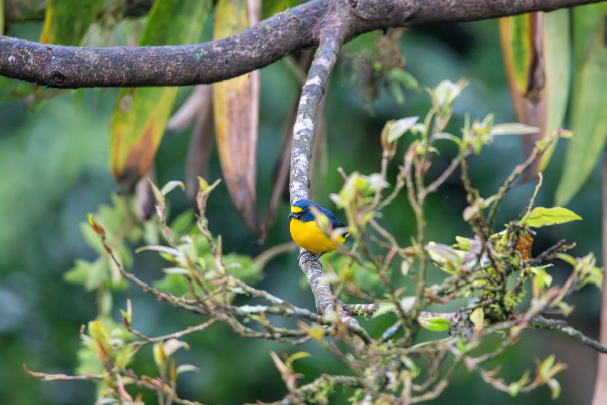 Yellow-throated Euphonia - Matt Fischer