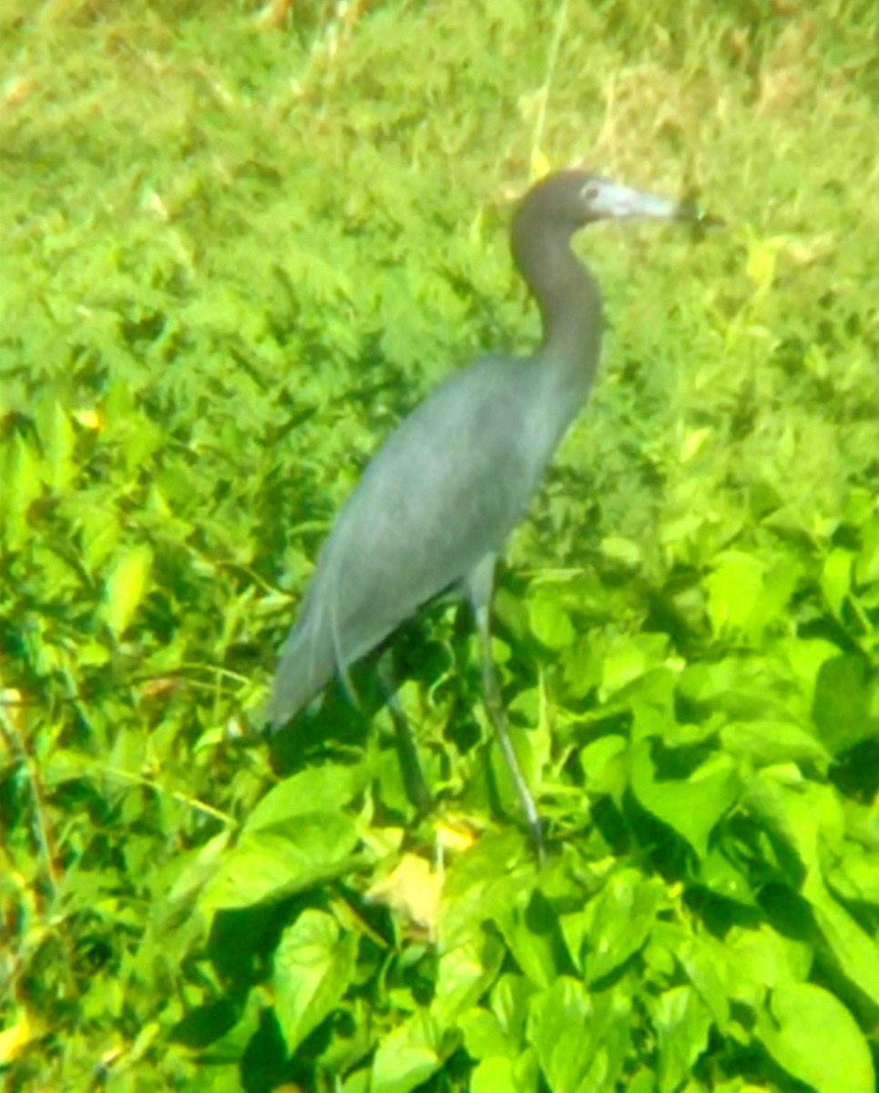 Little Blue Heron - Darien Piña Davila