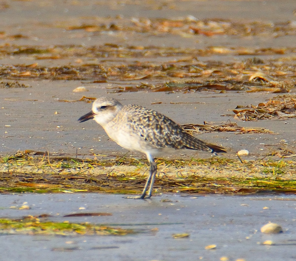 Sanderling - Lynn & Dale Mason