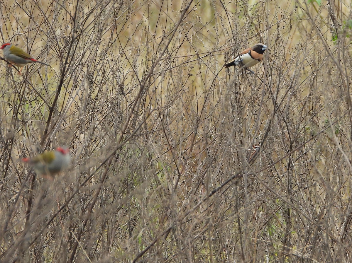 Red-browed Firetail - David Flumm