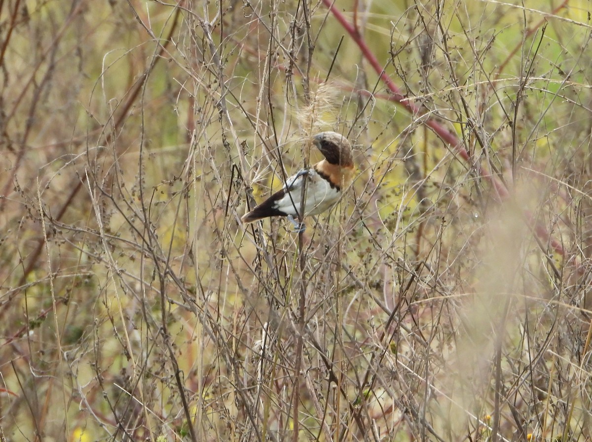 Chestnut-breasted Munia - David Flumm