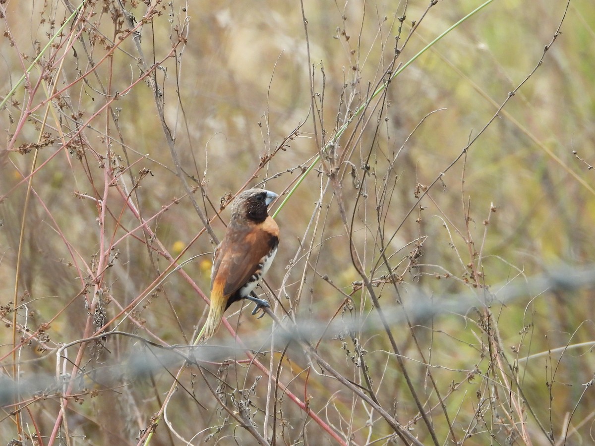 Chestnut-breasted Munia - David Flumm