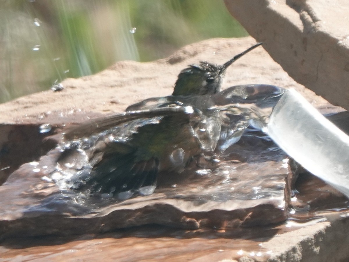 Broad-tailed Hummingbird - Kirsti Aamodt