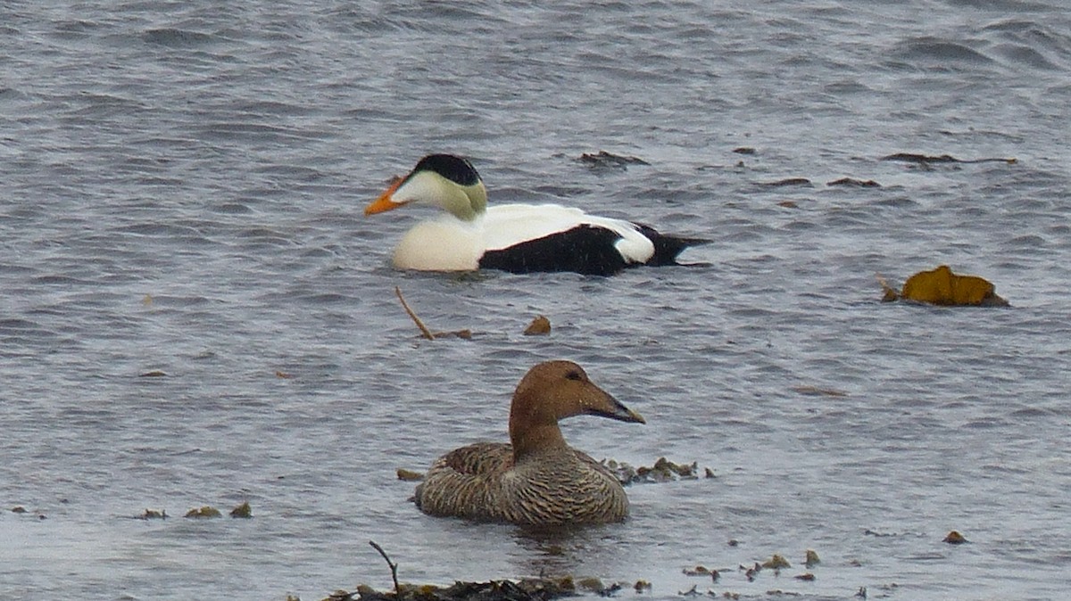 Common Eider - Don Aldridge