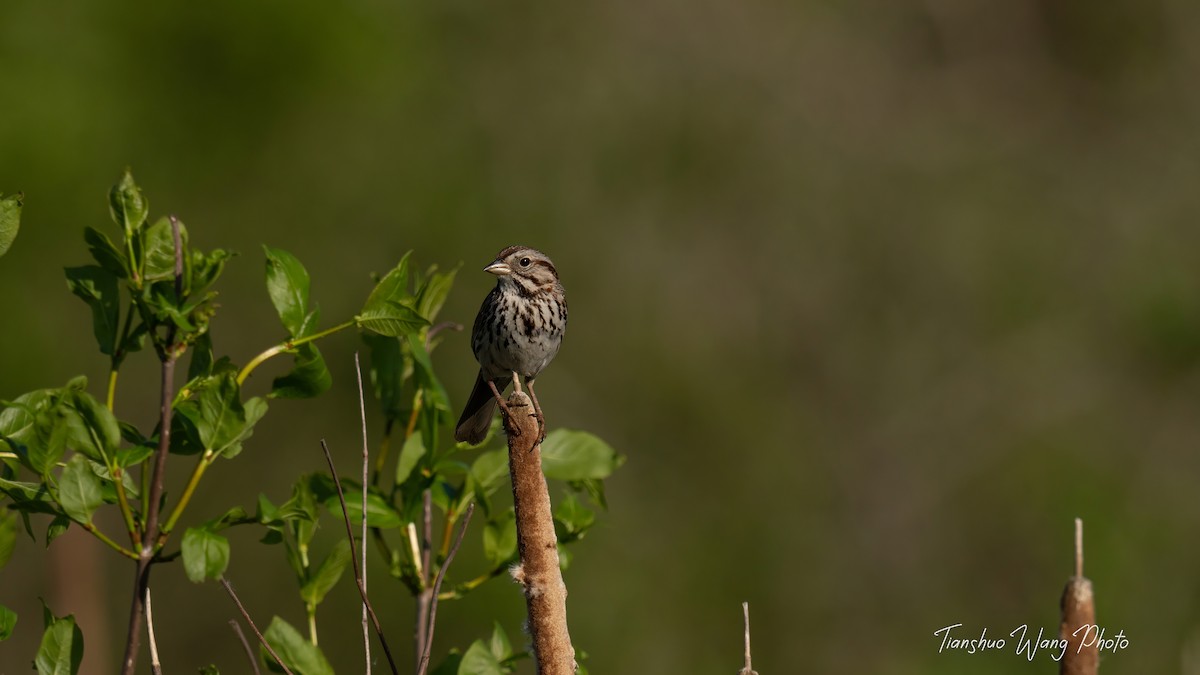 Song Sparrow - Tianshuo Wang