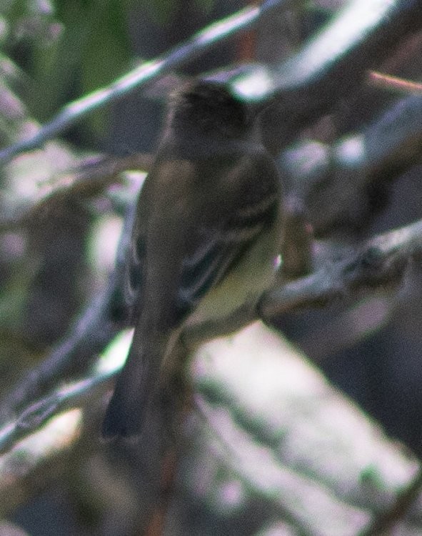 Willow Flycatcher - G Stacks