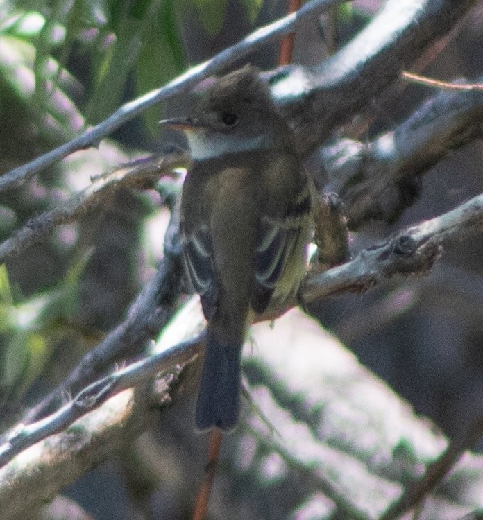 Willow Flycatcher - G Stacks