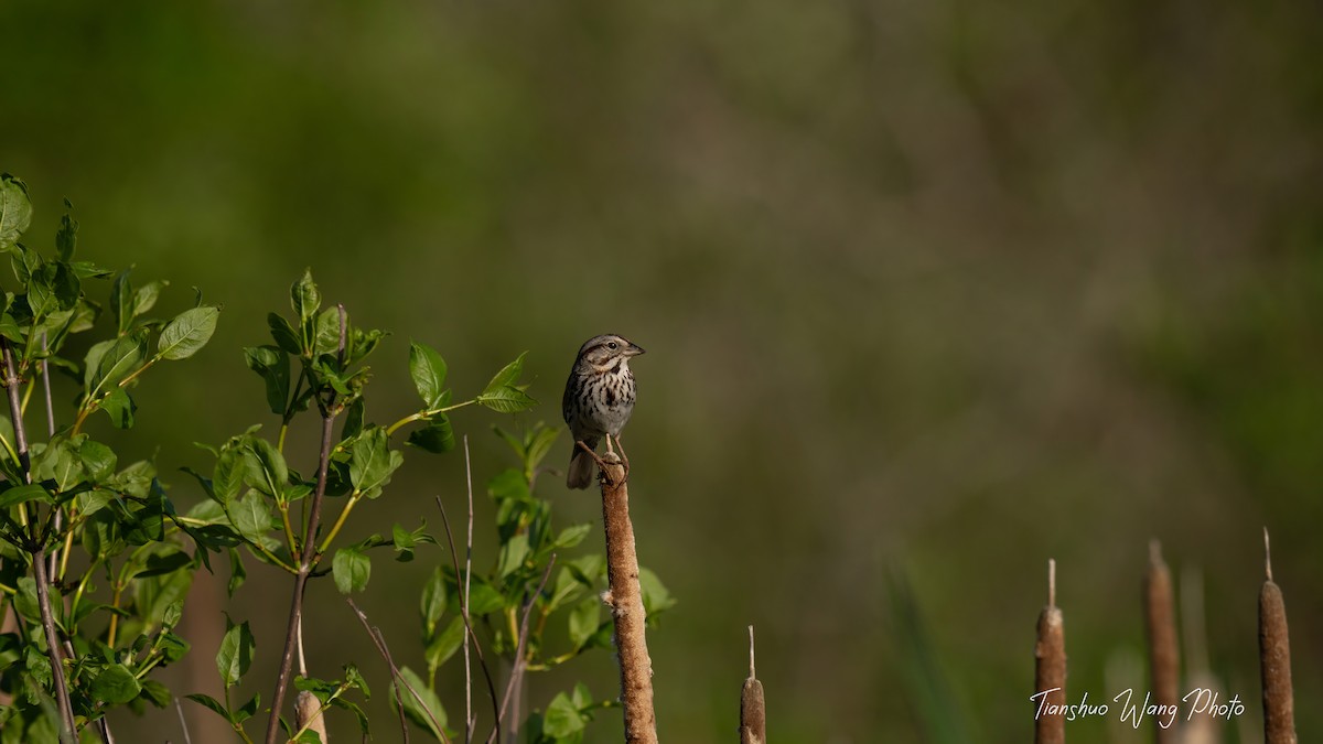 Song Sparrow - Tianshuo Wang