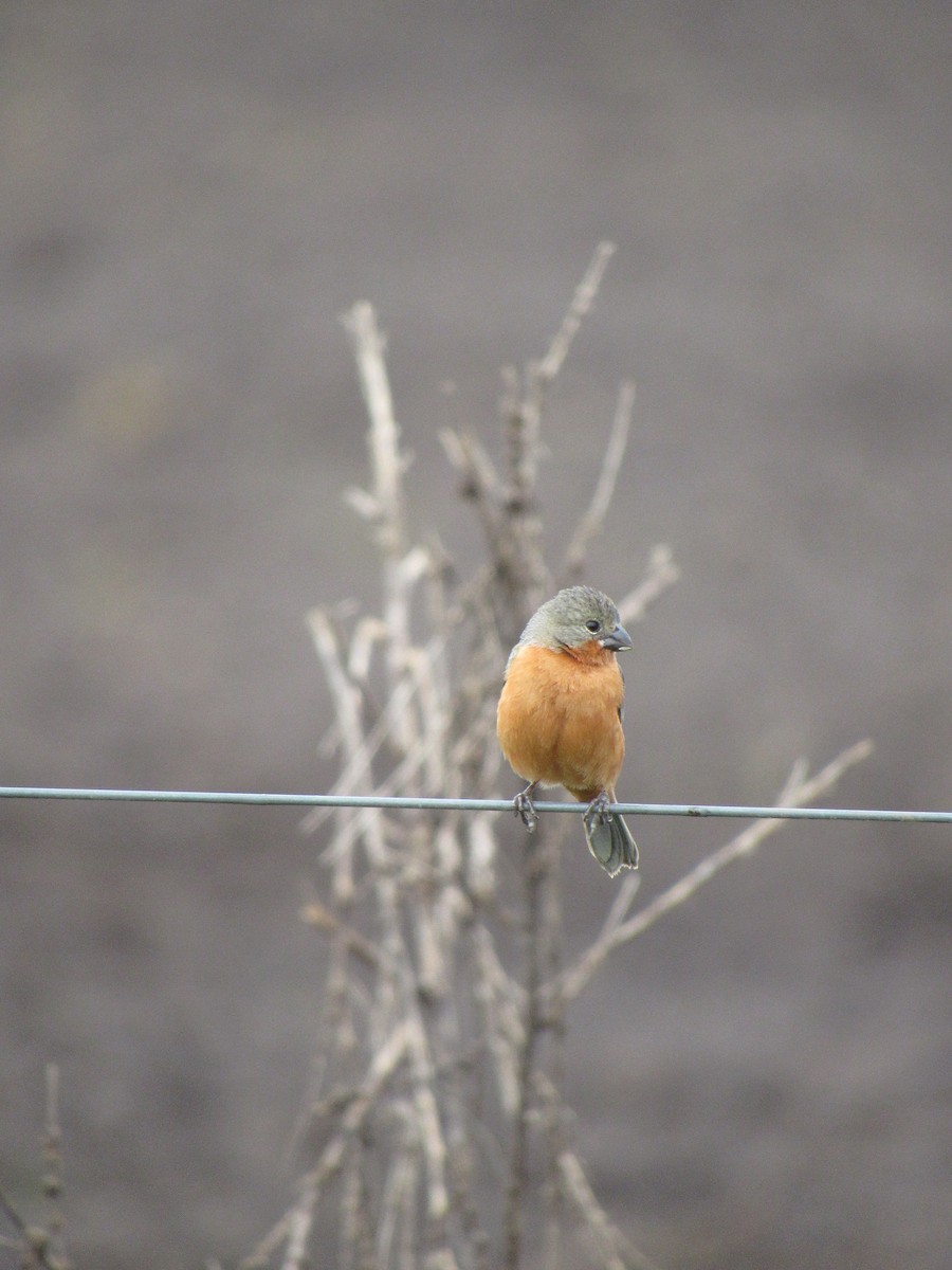 Ruddy-breasted Seedeater - Aneth Pérez