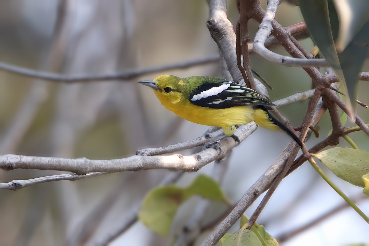 Common Iora - Chris Chafer