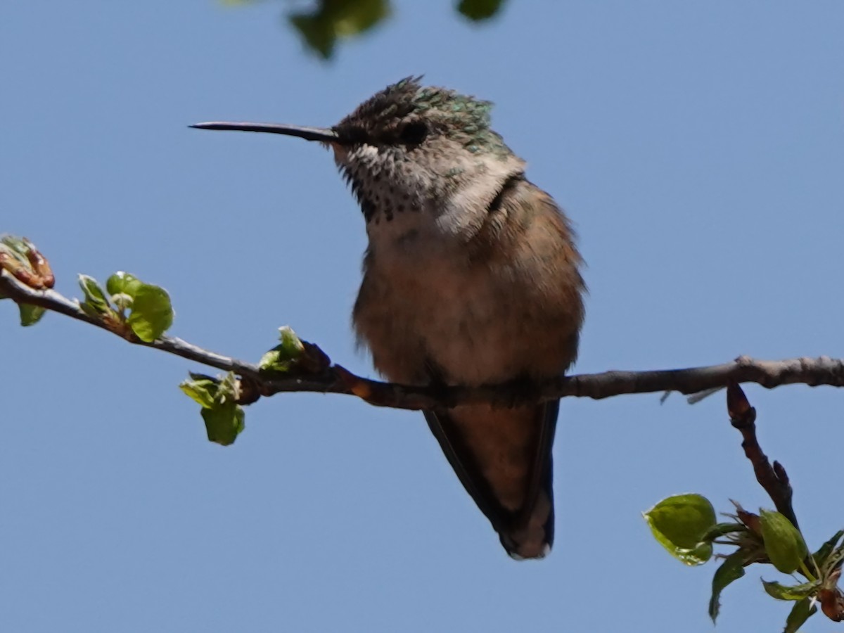Broad-tailed Hummingbird - Kirsti Aamodt