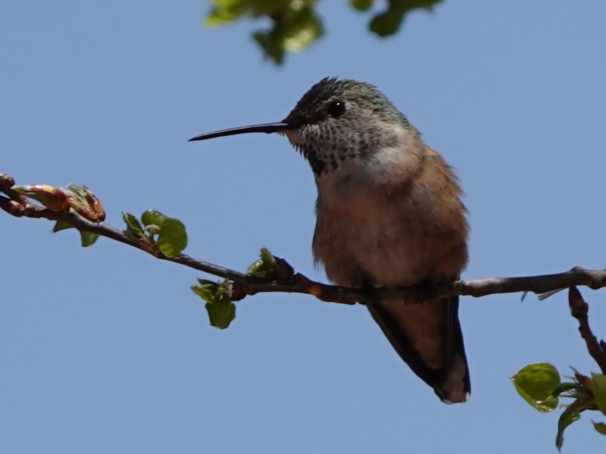 Broad-tailed Hummingbird - Kirsti Aamodt