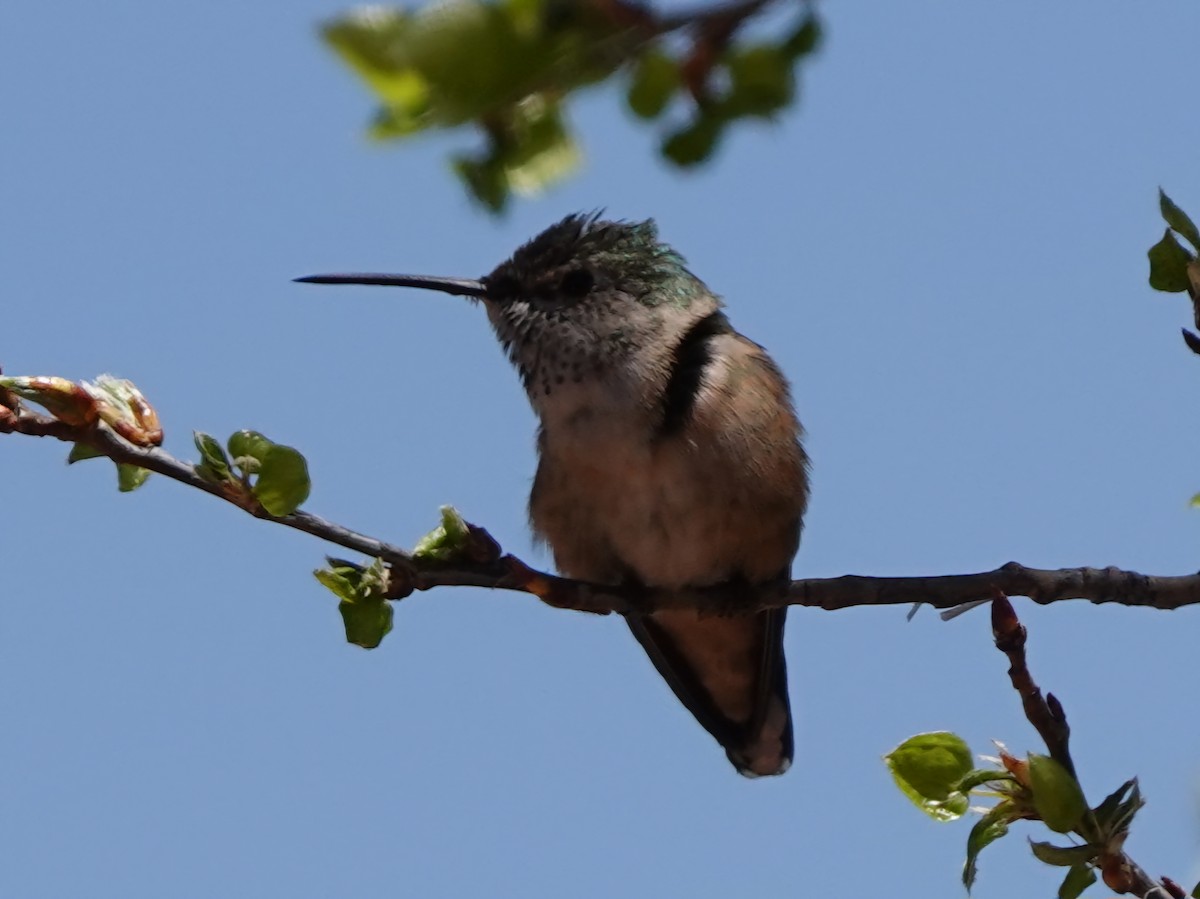 Broad-tailed Hummingbird - Kirsti Aamodt