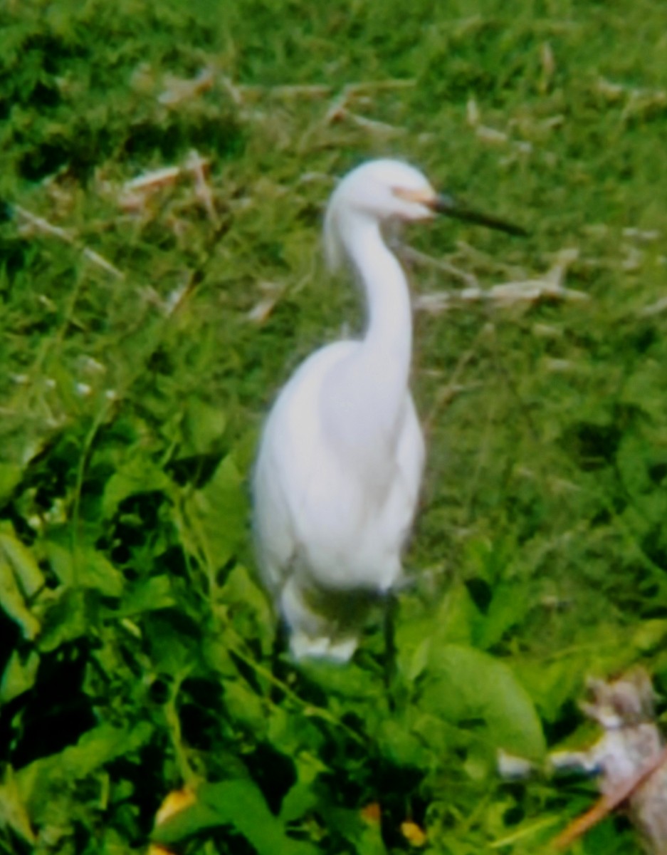 Snowy Egret - Darien Piña Davila