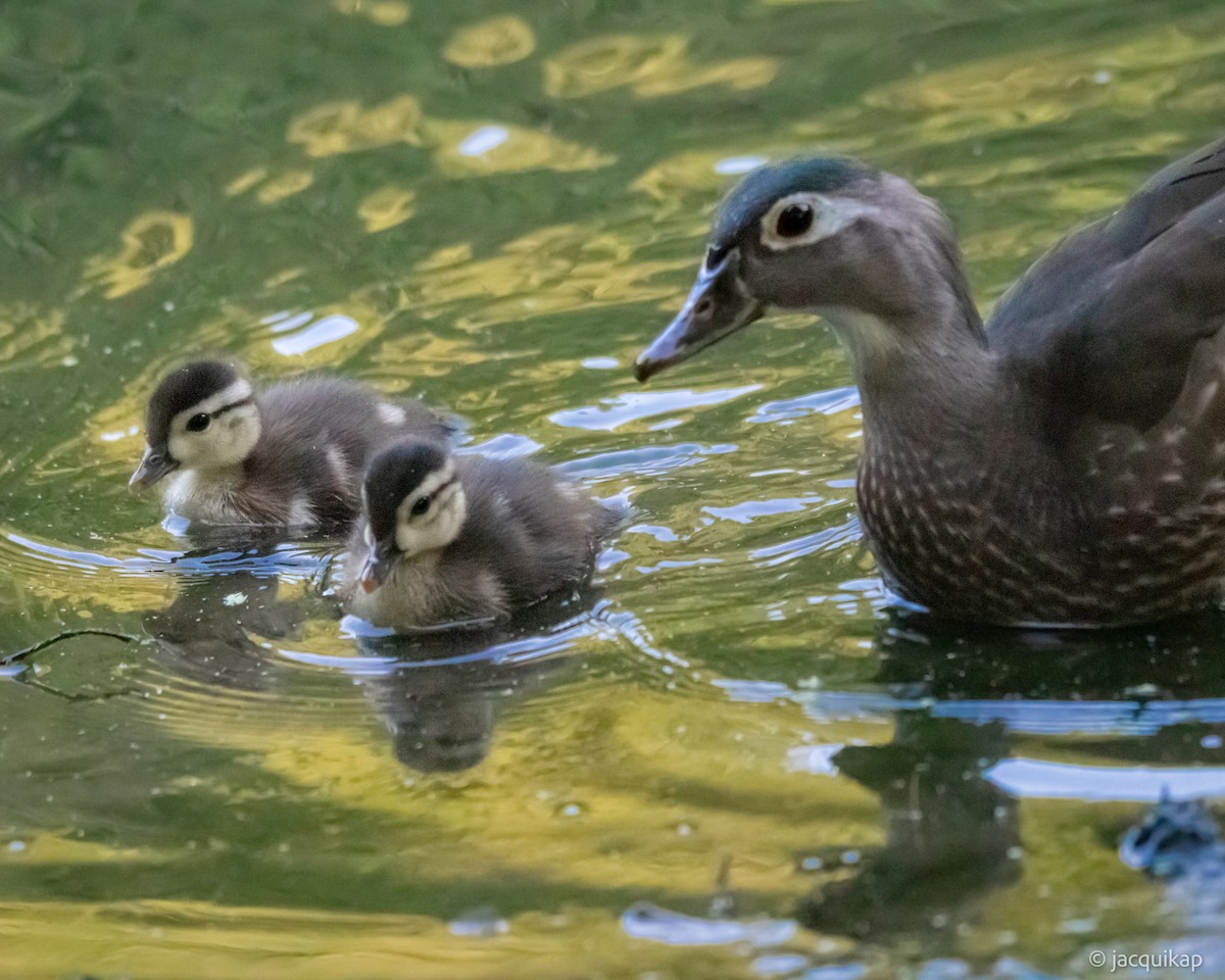 Wood Duck - Jacqui Kaplan