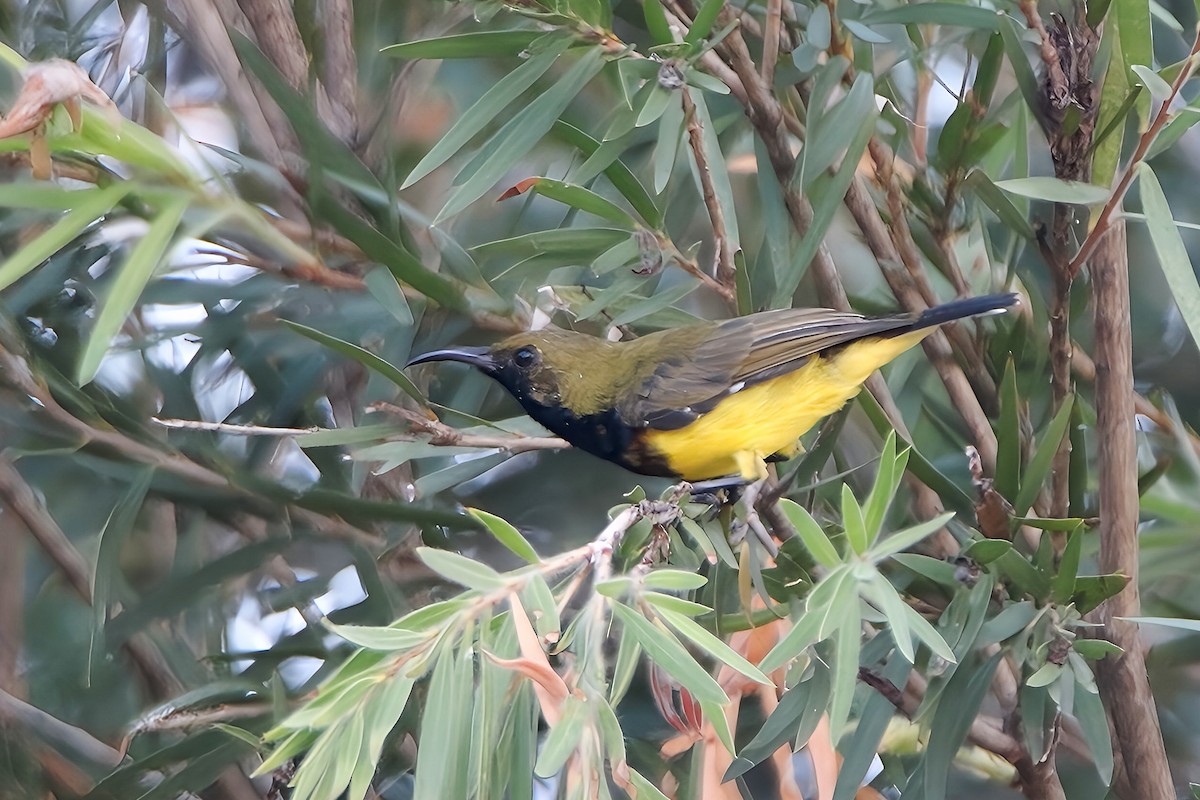 Ornate Sunbird (Ornate) - Chris Chafer