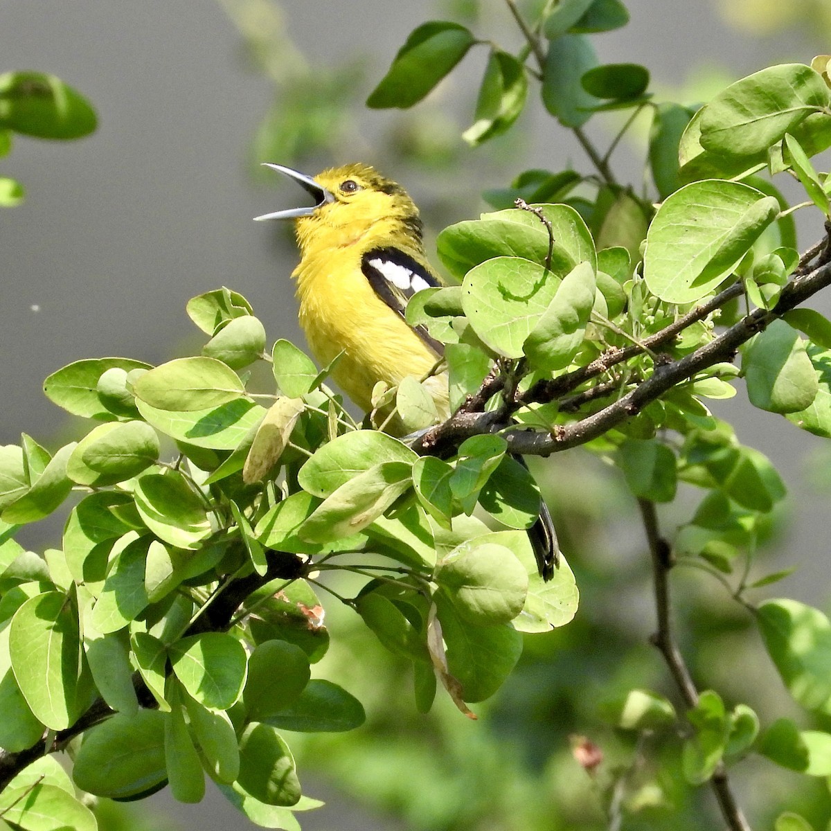 Common Iora - Alisha Tay