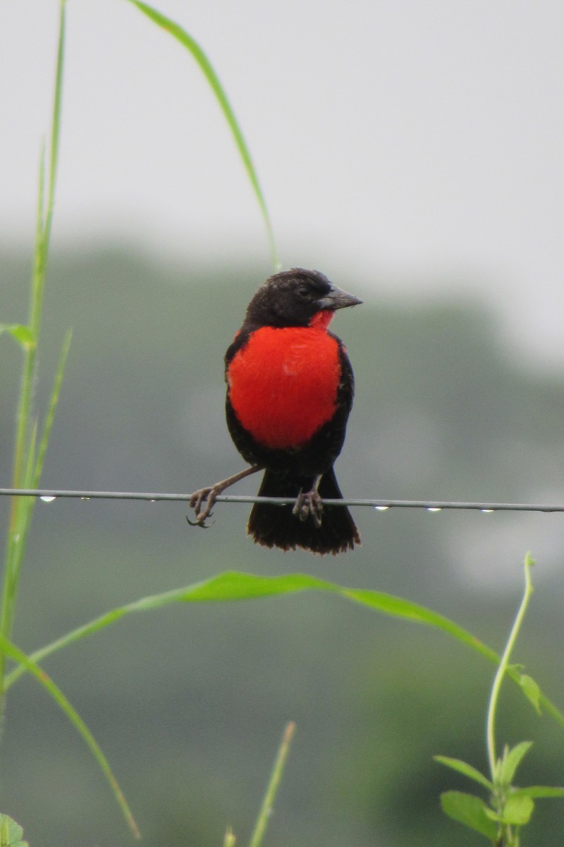 ムネアカマキバドリ - ML619554563