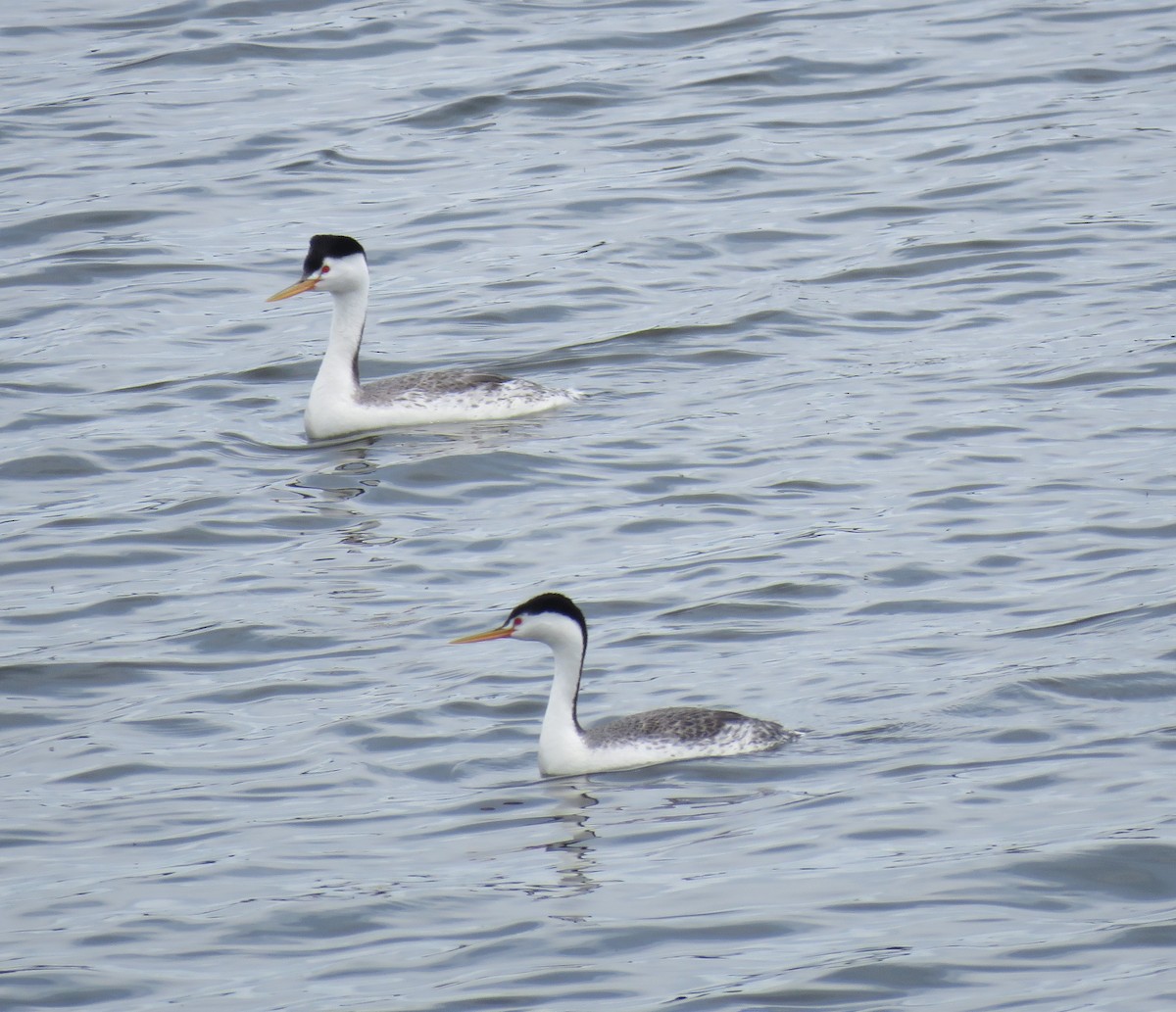 Clark's Grebe - Pam Otley