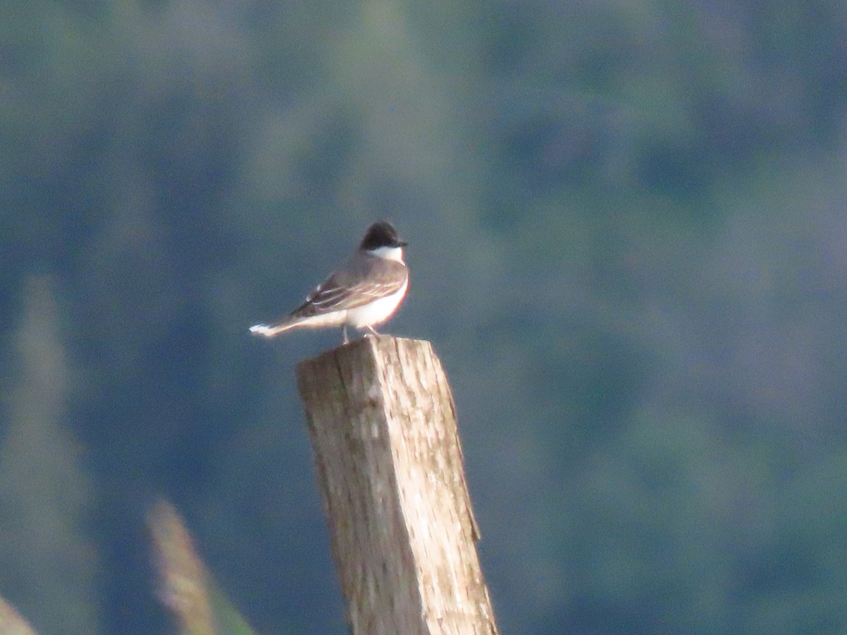 Eastern Kingbird - Bruce Toews