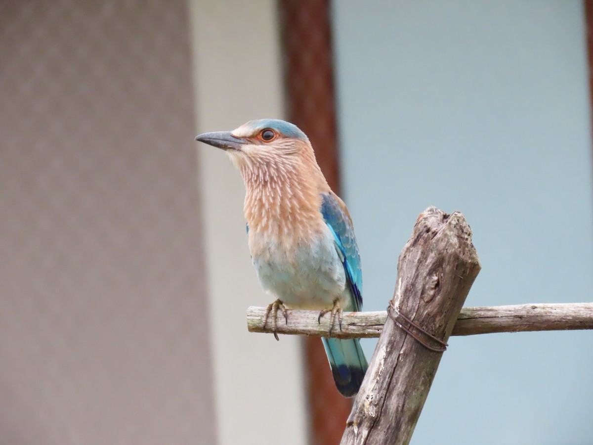 Indian Roller - Bosco Chan