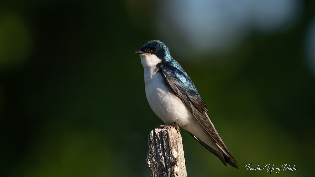 Tree Swallow - Tianshuo Wang