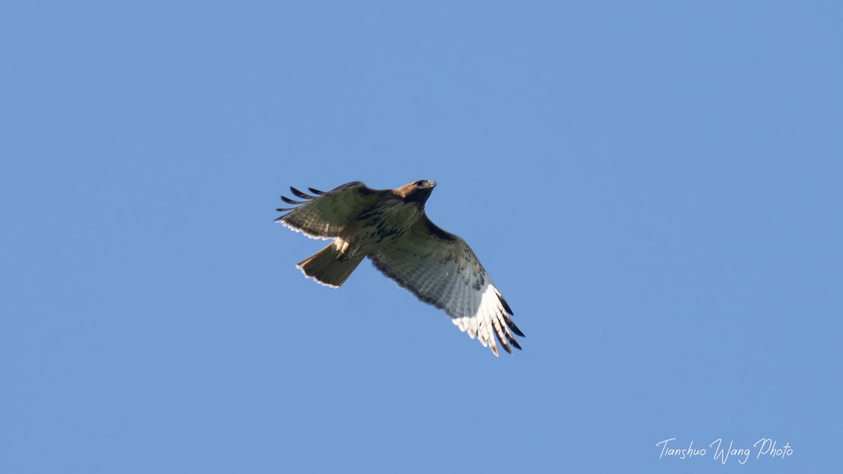 Red-tailed Hawk - Tianshuo Wang