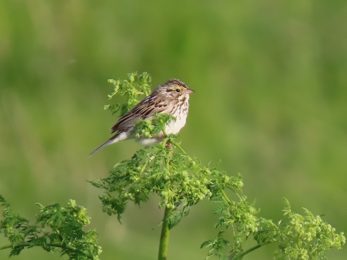 Savannah Sparrow - Bruce Toews