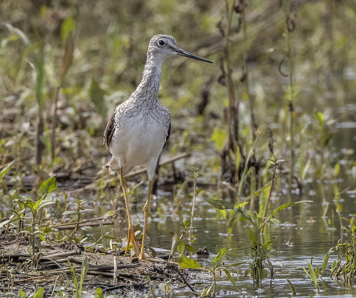 Greater Yellowlegs - Iris Kilpatrick