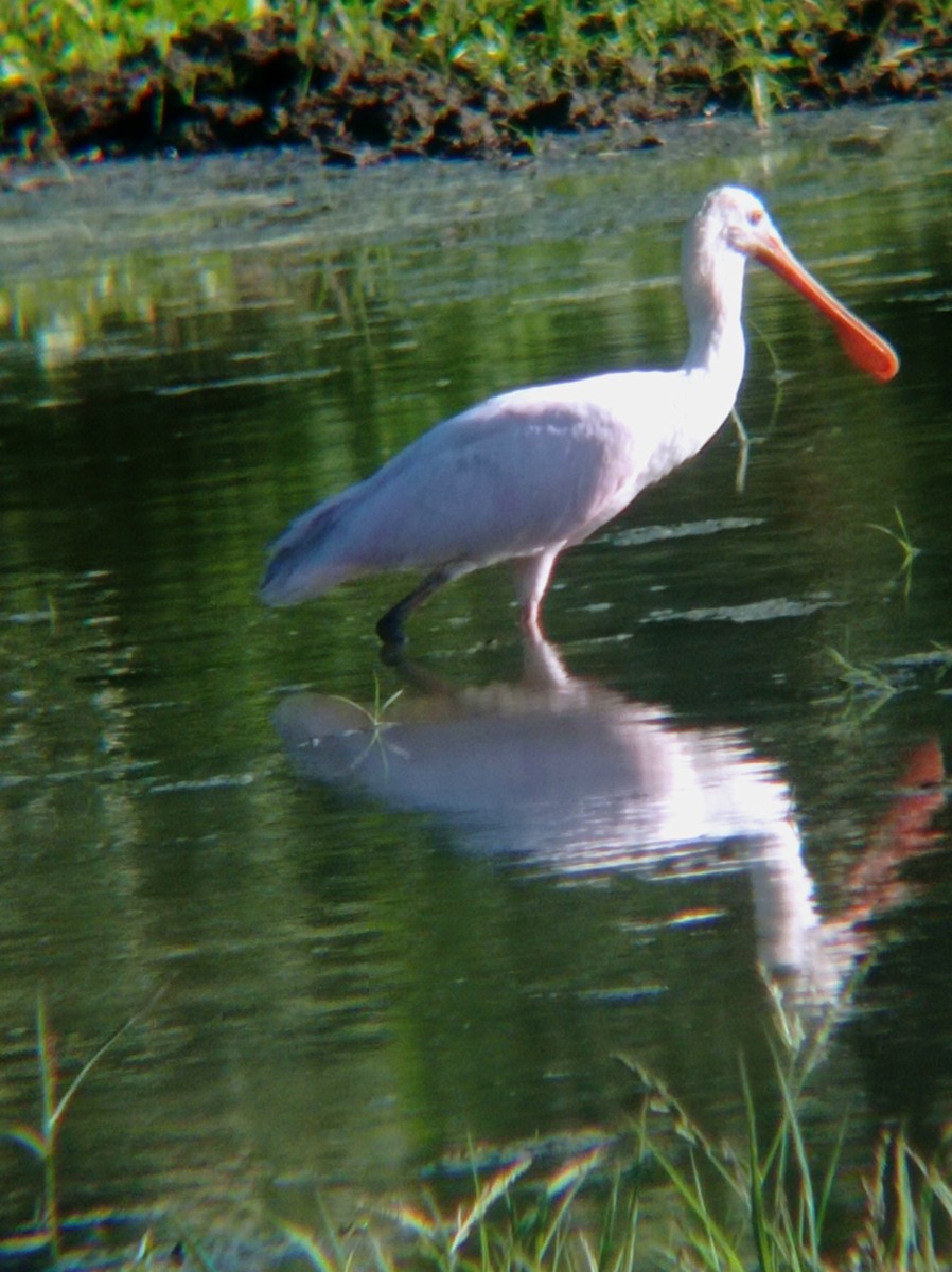 Roseate Spoonbill - Darien Piña Davila