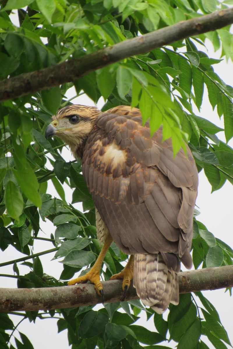 Common Black Hawk - Aneth Pérez