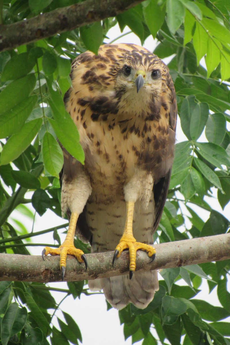 Common Black Hawk - Aneth Pérez