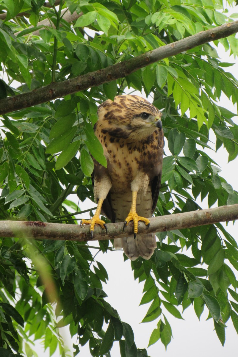 Common Black Hawk - Aneth Pérez