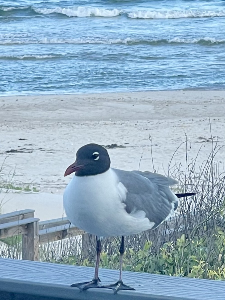 Laughing Gull - Leigh Fletcher