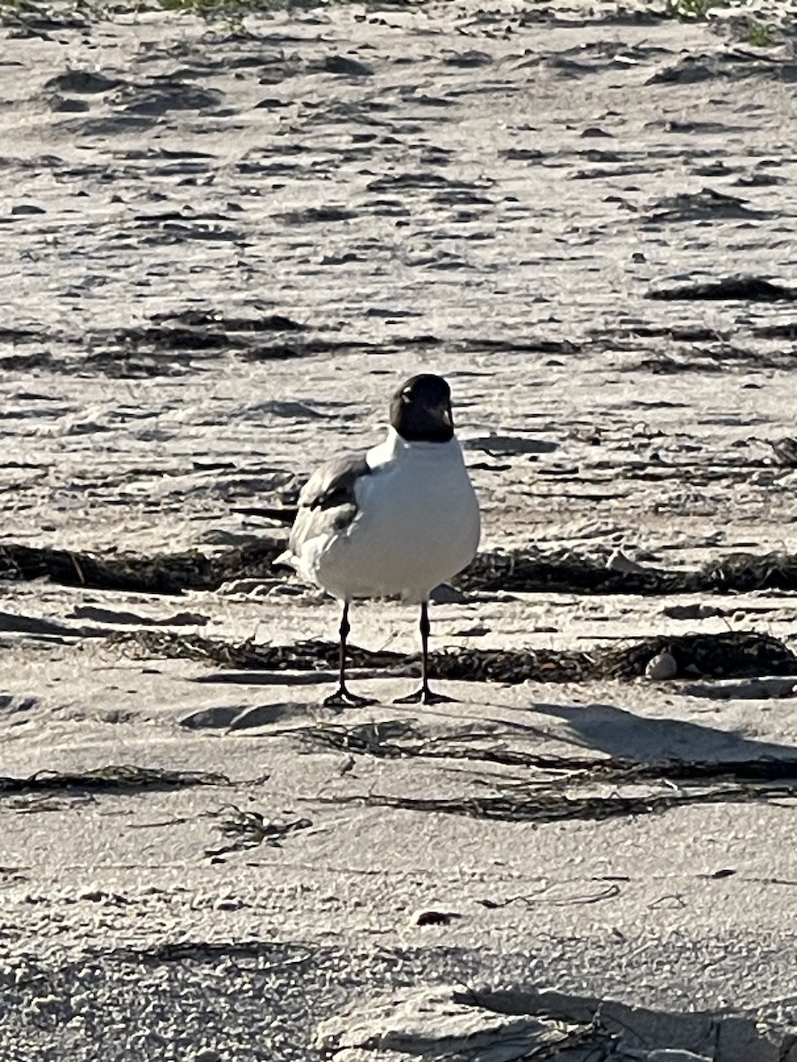 Laughing Gull - Leigh Fletcher