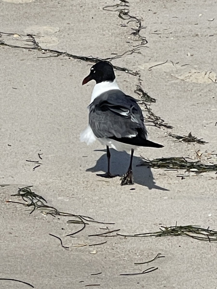 Laughing Gull - Leigh Fletcher