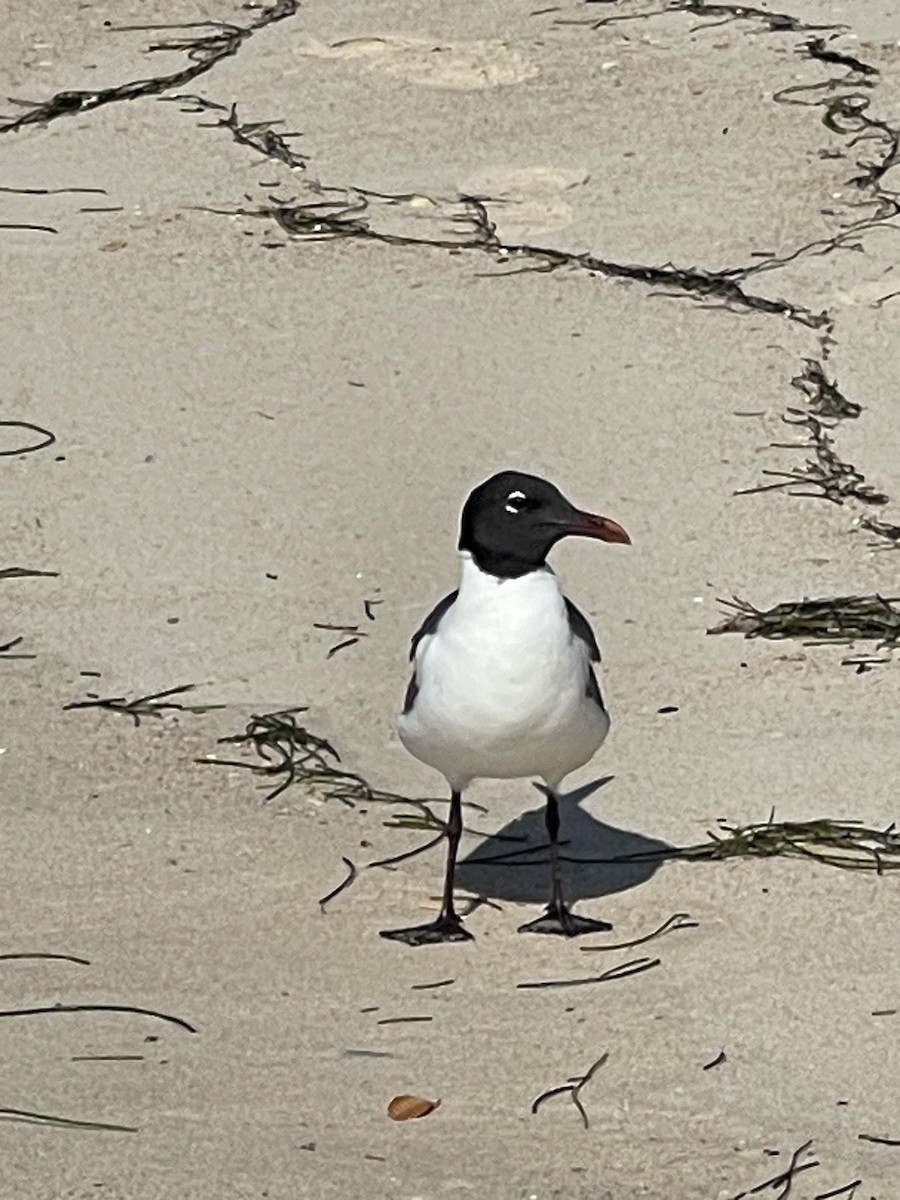 Laughing Gull - Leigh Fletcher