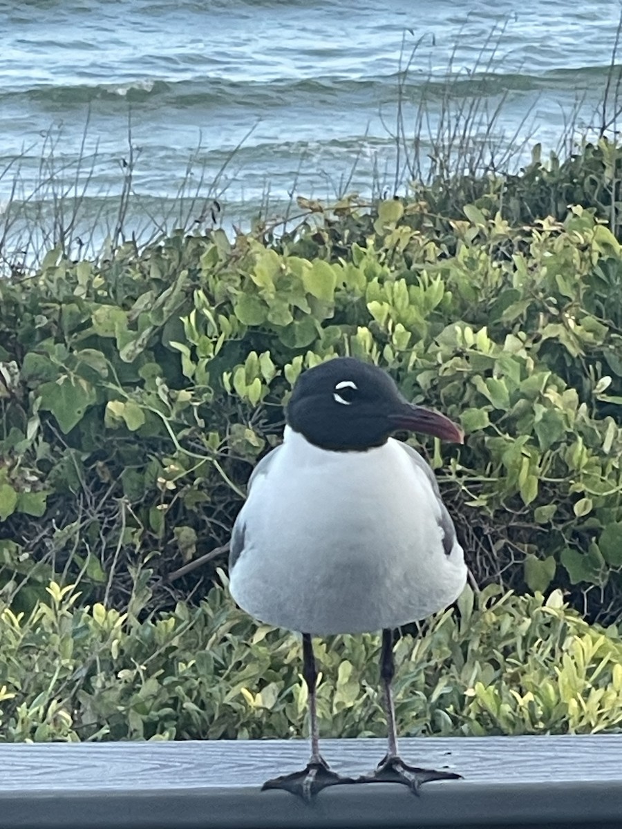 Laughing Gull - Leigh Fletcher