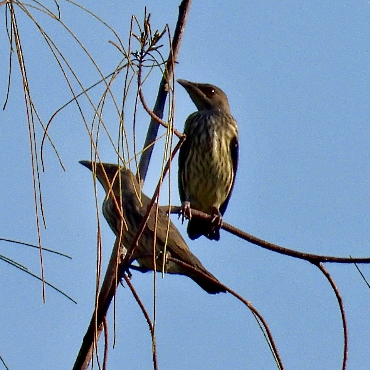 Asian Glossy Starling - Alisha Tay